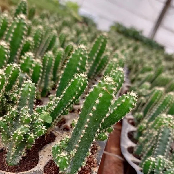 Fairytale Cactus Elongated Sapling in a seedling tray with several similar saplings in the background.