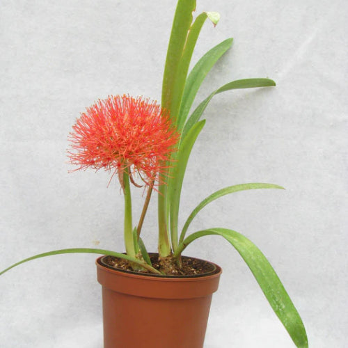 Football Lily Bulb(1pc)