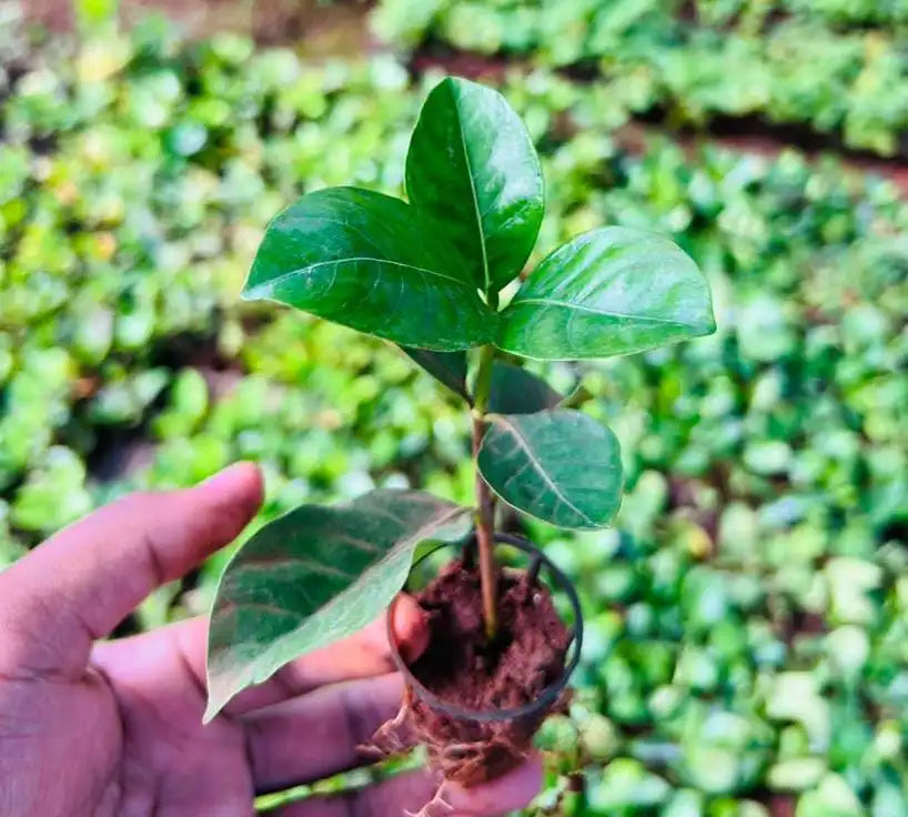 This is an image of a hand holding Gardenia Ananta Plant Sapling with several saplings in the background.
