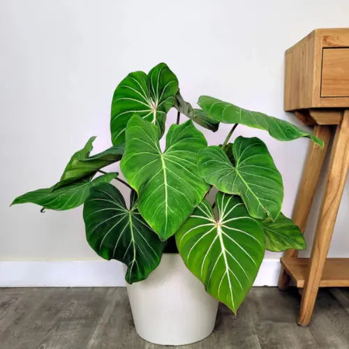 Philodendron Gloriosum plant sapling in a white pot.