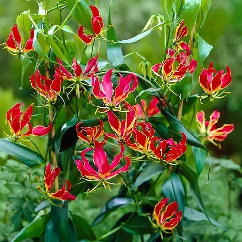 Gloriosa Lily Bulb