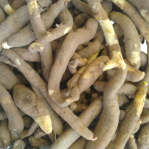 multiple Gloriosa Lily Bulb