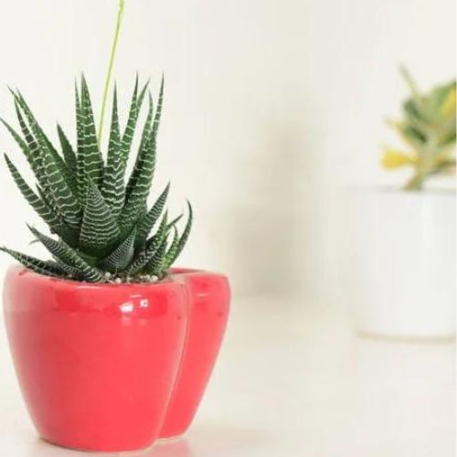 Zebra Haworthia Plant