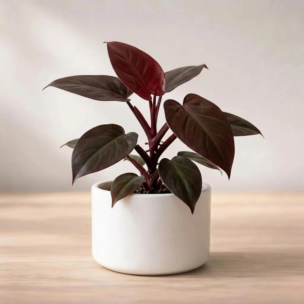 philodendron red velvet Buy Philodendron Red Plant Sapling (1pc) | Only Rs.69/-