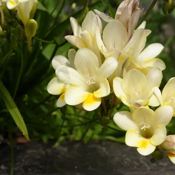 Ixia-Mix-Variety multiple Flowers with green plants at back