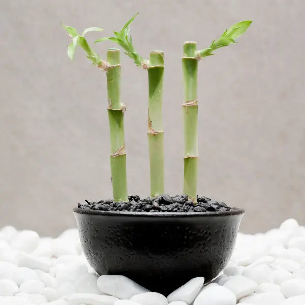 This is an image of three Lucky Bamboo Plant Saplings planted in a black color pot kept against white color background.