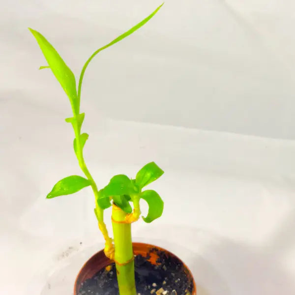 This is an image of a Lucky Bamboo Plant Saplings planted in a pot kept against white color background.