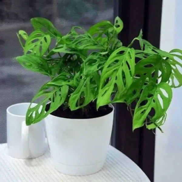 A beautifully grown Monstera Broken Heart Plant on a white ceramic pot on a white table with a mug beside it.