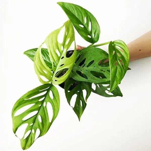 A hand holding young Monstera Broken Heart Plant Sapling.
