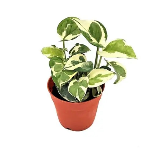 N'joy Money Plant Sapling in a brown pot