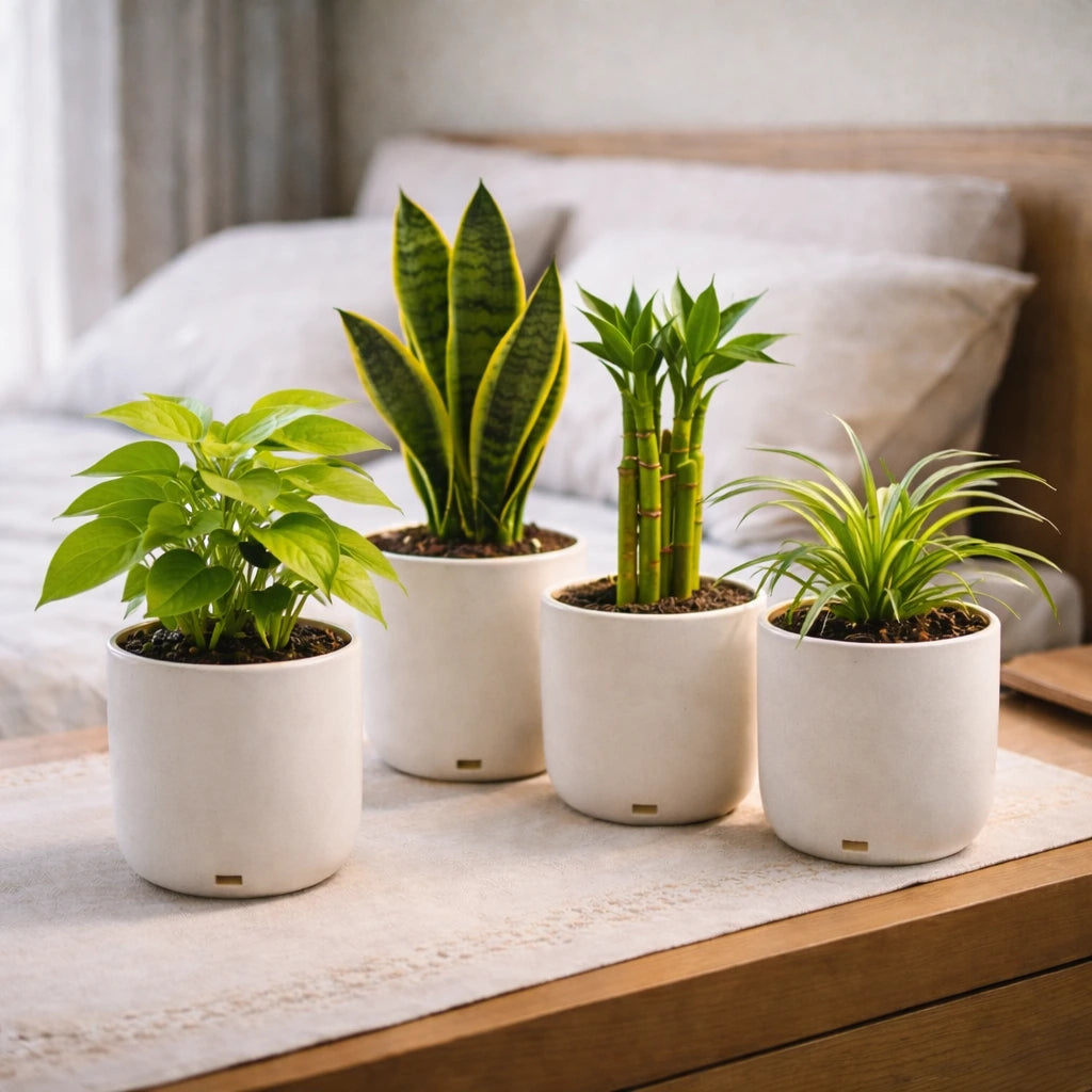 indoor plants combo Sleep-Friendly Plant Combo – The Affordable Organic Store