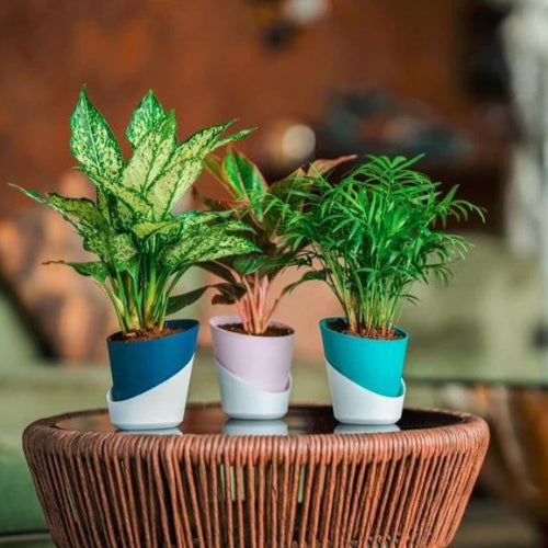 Oval Self Watering Pots in multiple colours.