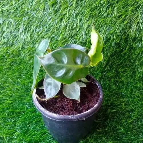 Small pot with Philodendron Billietiae Plant Sapling .