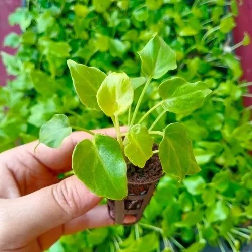 A small sapling of the plant.