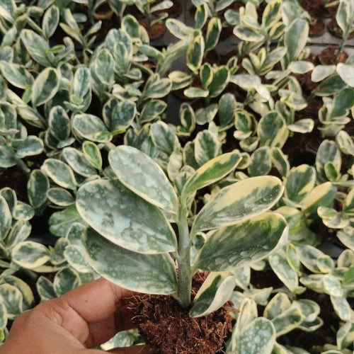 Multiple Saplings of the Pedilanthus Variegated Jurassic Park Plant Sapling