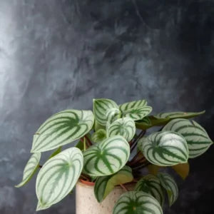 A small Peperomia Watermelon Plant Sapling.