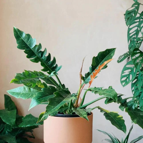 Philodendron Ring of Fire Plant Sapling in a brown pot.