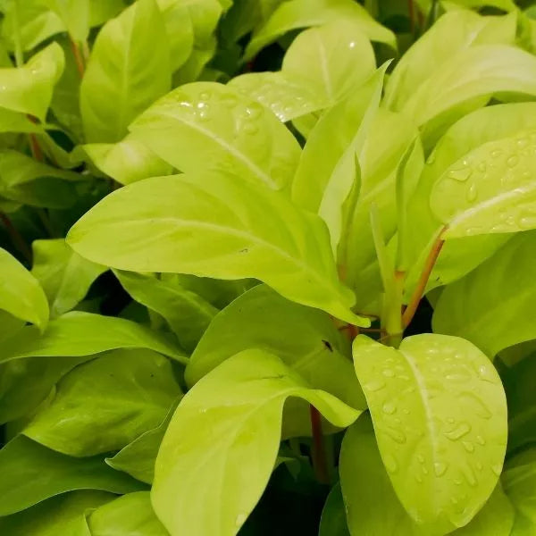 A fresh Philodendron Golden Plant Sapling with few drop of water on its leaves.