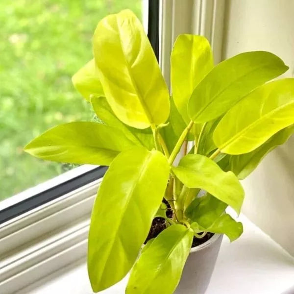 A Philodendron Golden Plant Sapling in a white pot in a corner of a table near a window.