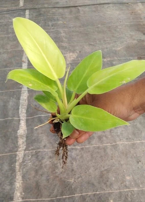 Hand holding the Philodendron Golden Plant Sapling .