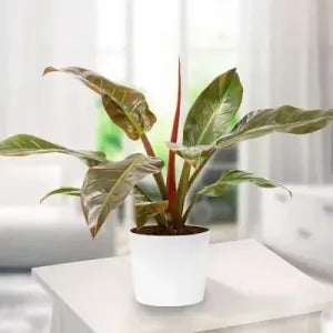 Image of a White pot with philodendron red plant sapling.