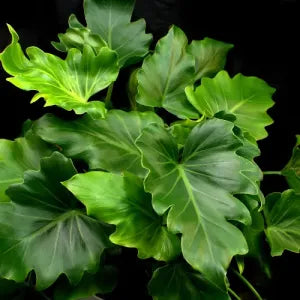 Philodendron Xanadu Plant Sapling with bright leaves.