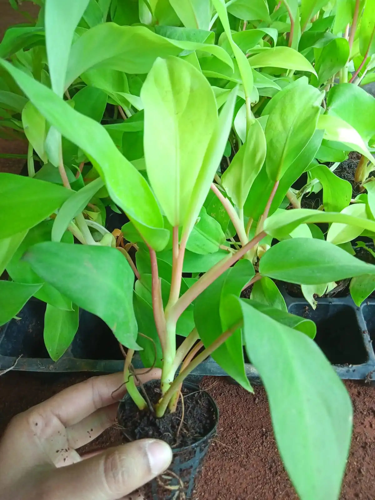 Close up view of the Philodendron Golden Plant Sapling .