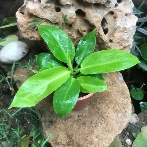 This is an image of Philodendron Moonshine Plant in a pot.