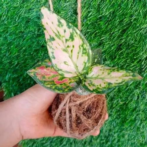 Image of a hand holding the Pink Agloenema Kokedama