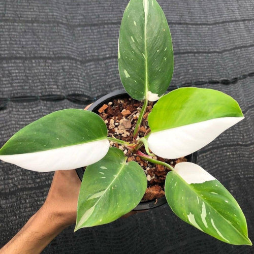 Leaves of the Philodendron White Wizard plant sapling
