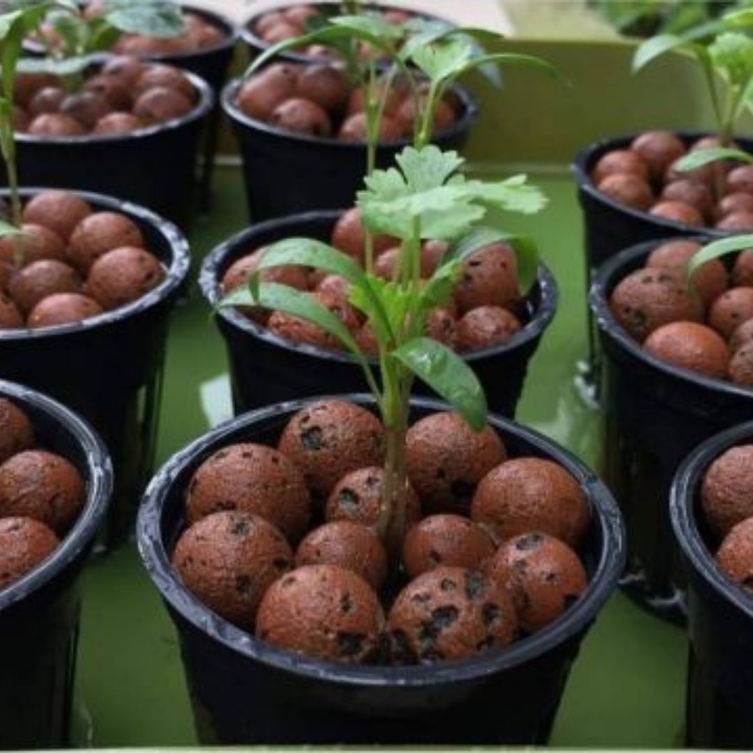 Best Leca Clay Balls in the pots.