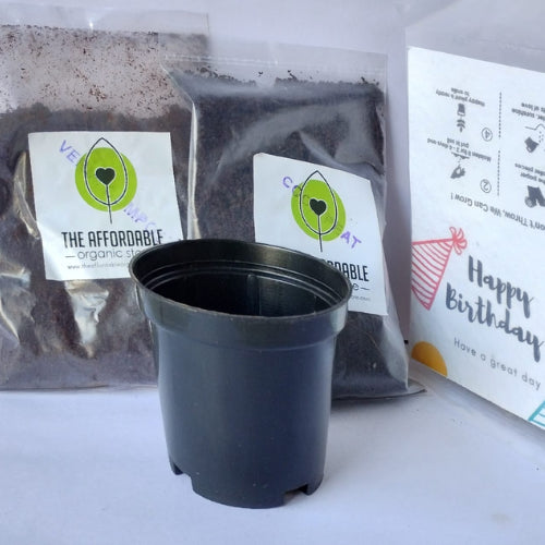 Image of sustainable seeds gift packs with a black pot.