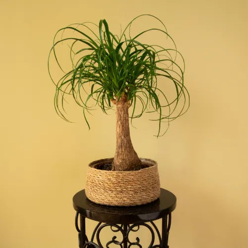 Ponytail Palm Sapling planted in a pot and placed on a table.