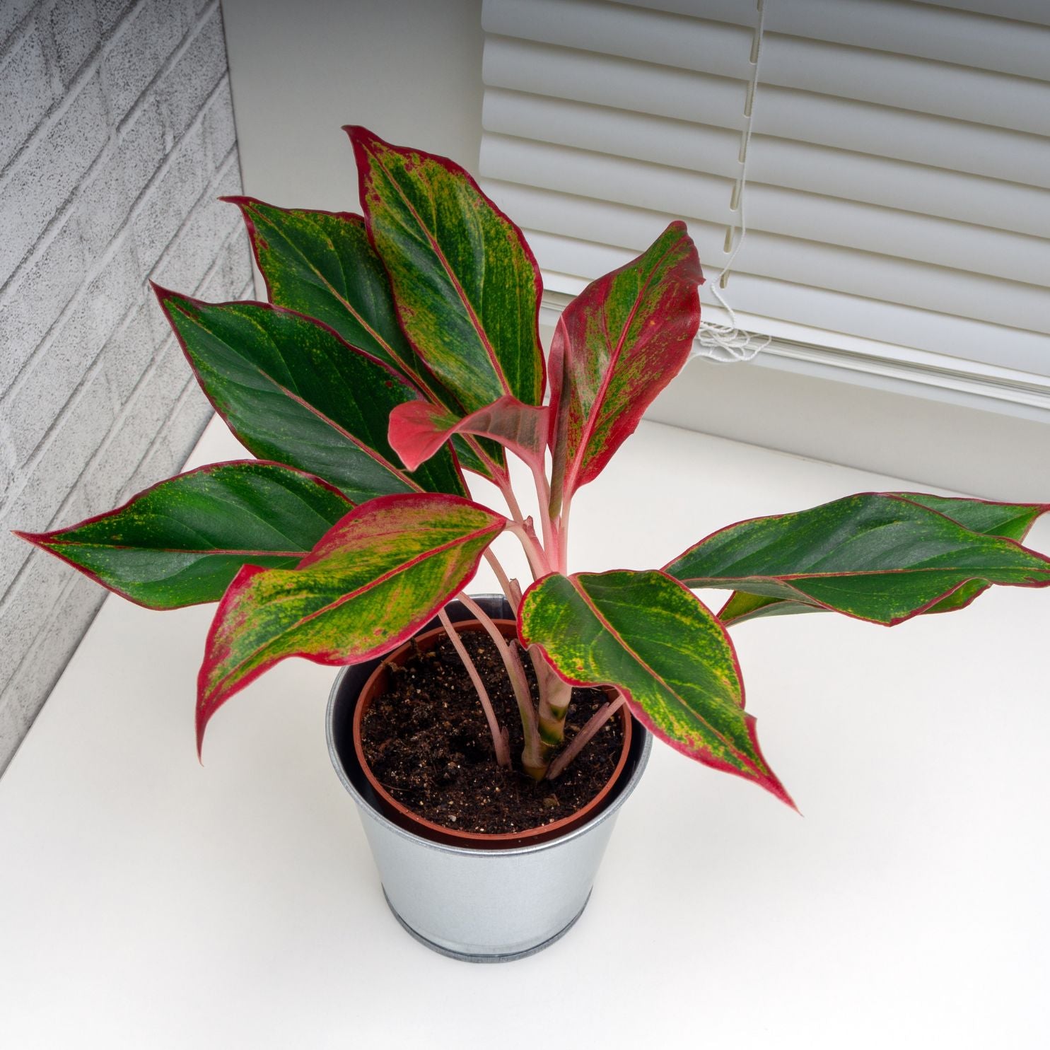 Aglaonema Lipstick Plant  in a pot