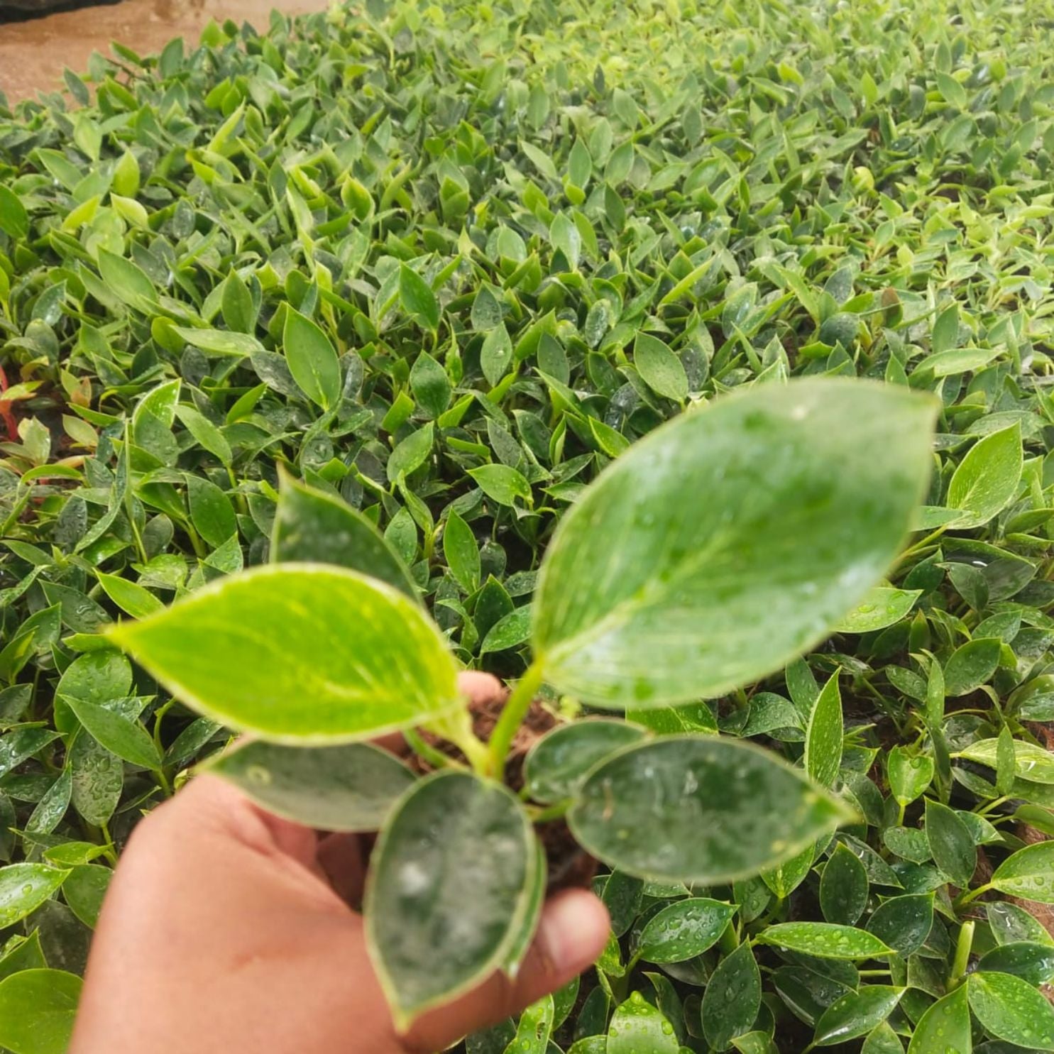 Leaves of the Philodendron Birkin Plant Sapling.
