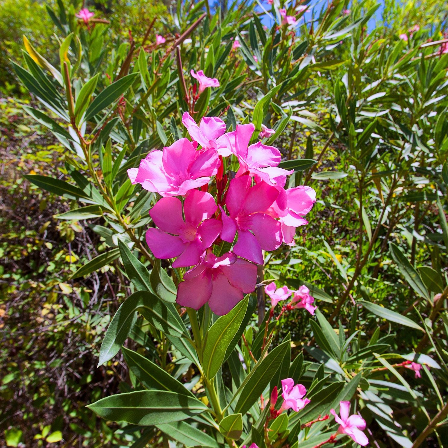 Kaner, Nerium Oleander Plant  with flowers
