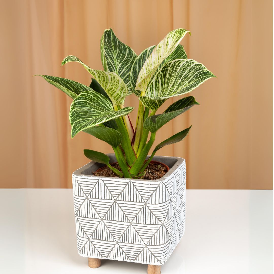 Philodendron Birkin Plant Sapling planted in white pot