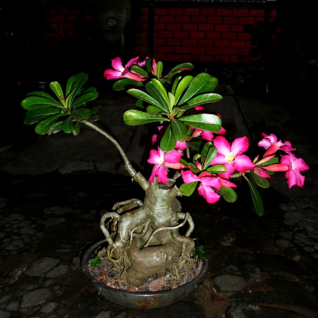 Desert Rose Adenium Plant