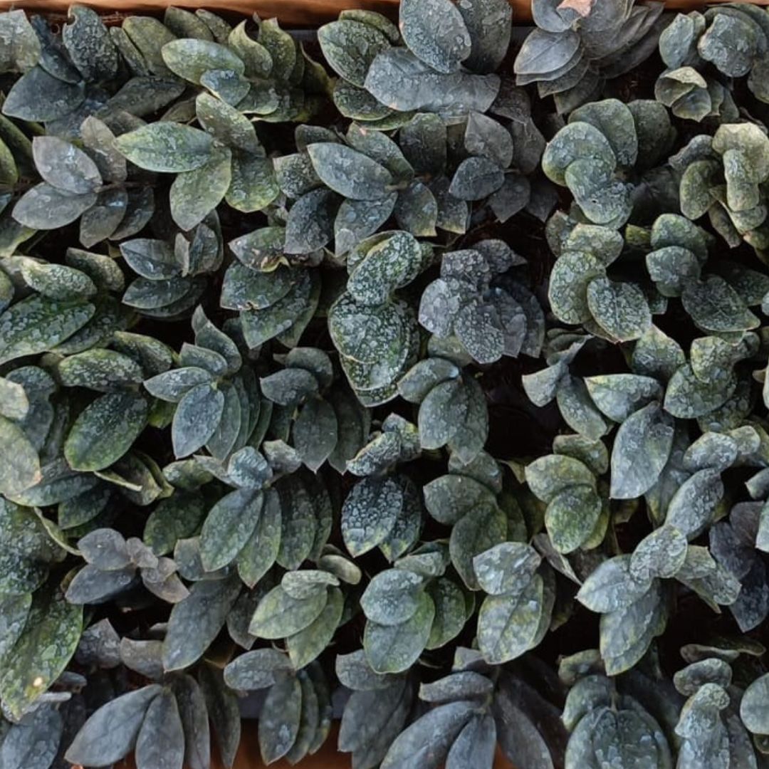 Image of the leaves of the Rare Black ZZ Plant Sapling .