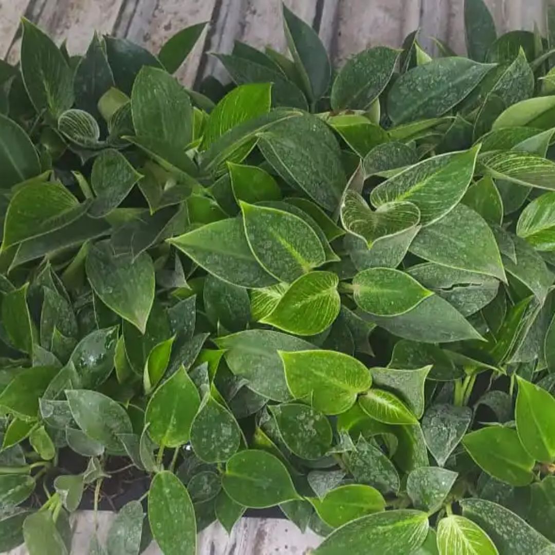 Multiple saplings of the Philodendron Birkin Plant .
