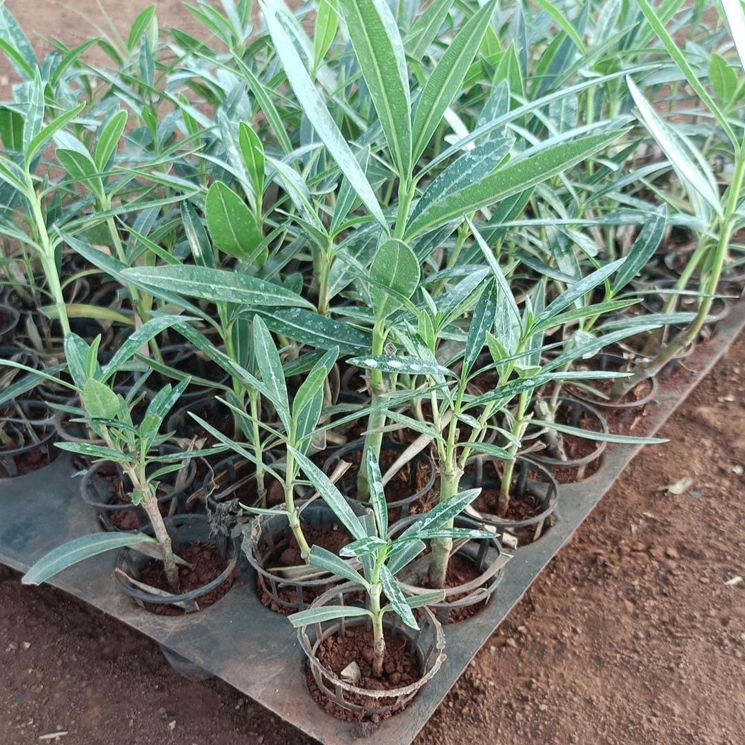 multiple Kaner, Nerium Oleander Plants
