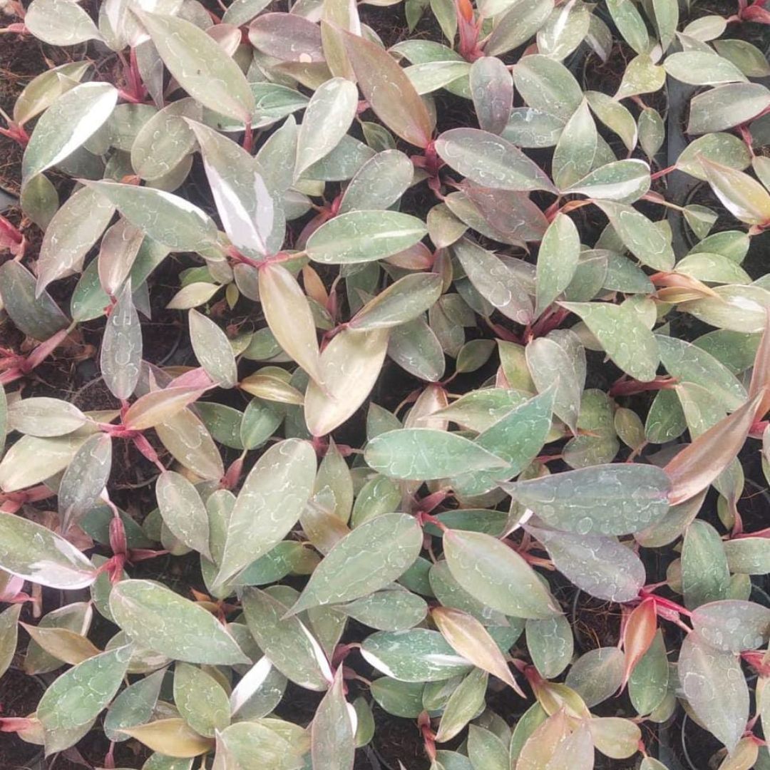 Leaves of the Philodendron Pink Princess Plant Sapling