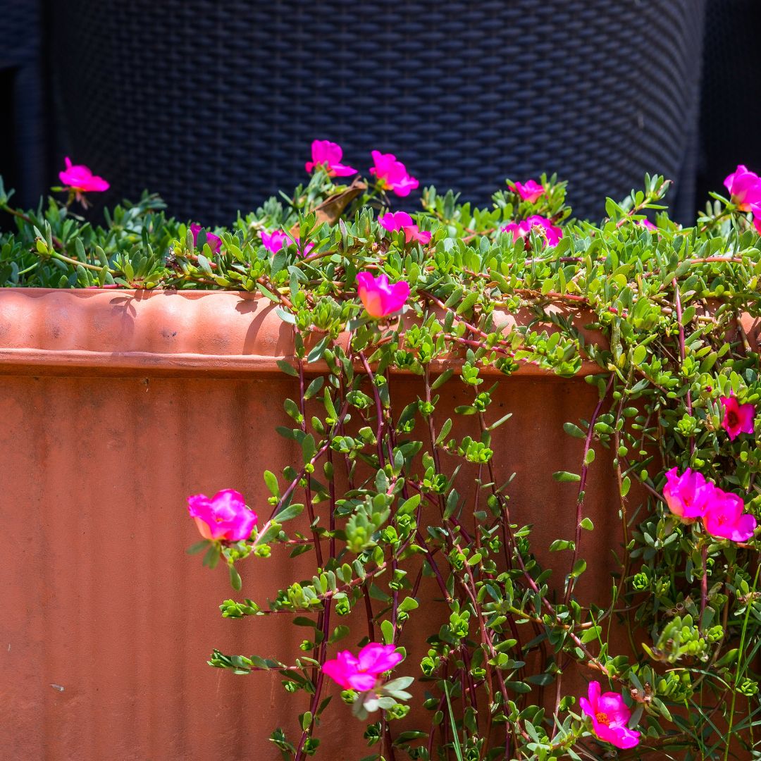 Image of the Portulaca Plant Sapling.