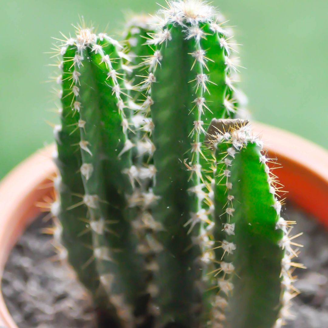 A well grown Fairytale Cactus Elongated plant  in a pot