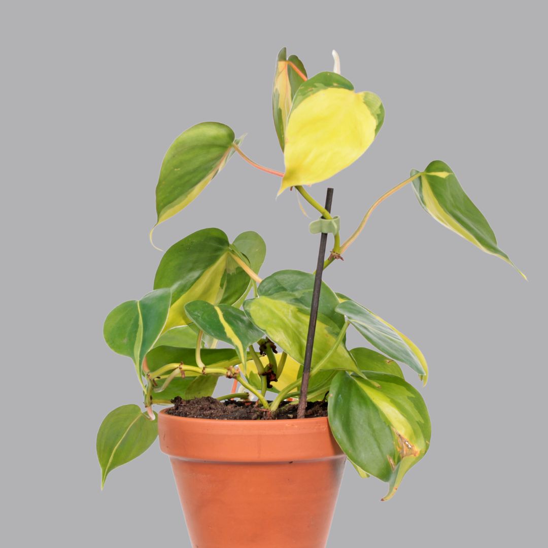 Philodendron Oxycardium Golden Plant Sapling in a pot.