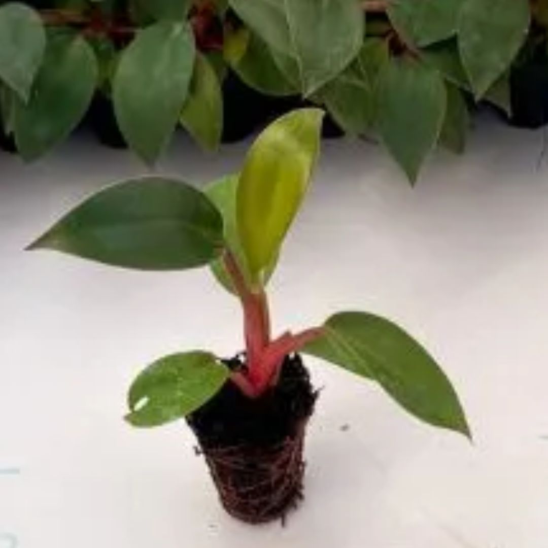 Image of a sapling of with philodendron red plant.