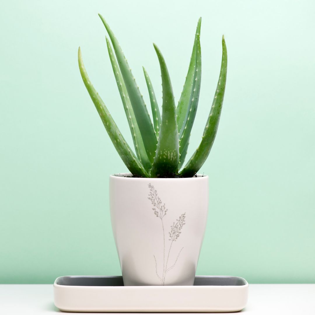 Aloe Vera Plant Sapling in white pot