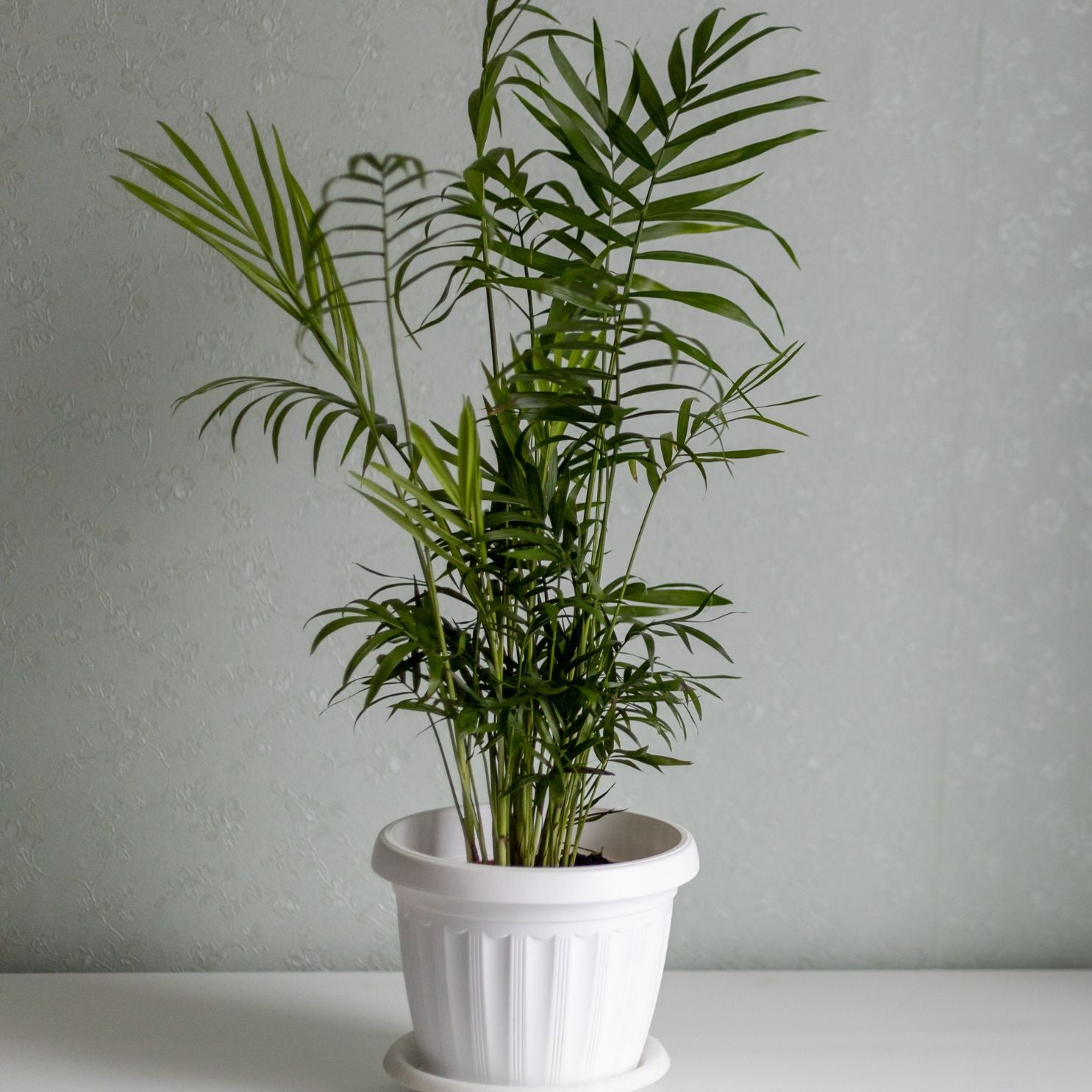 Chamaedorea Elegans Palm Plant Sapling in a white pot