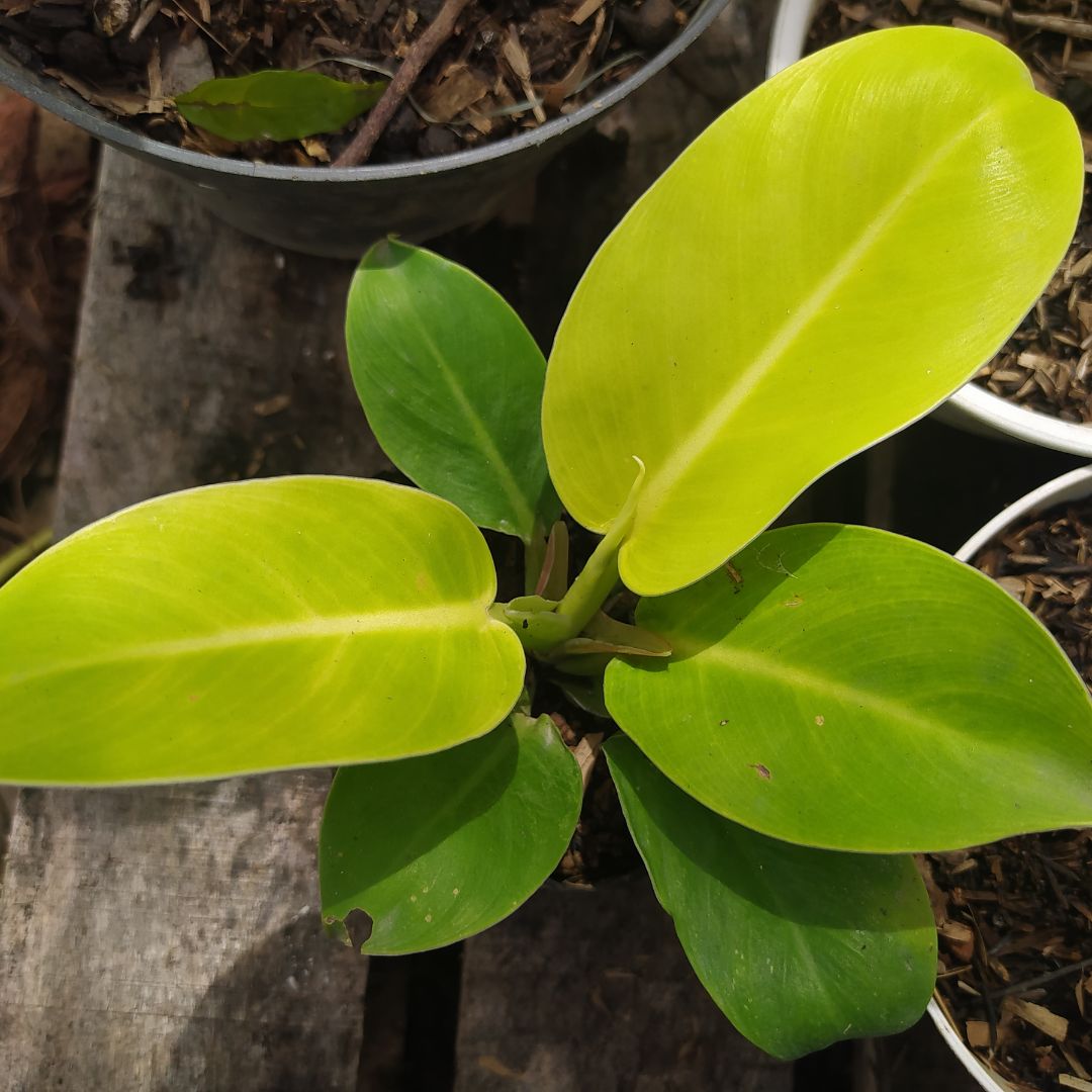 This is an image of Philodendron Moonshine Plant planted in a pot kept on top of slab placed