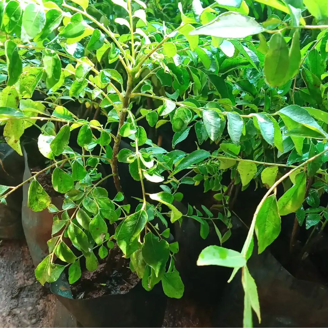 Curry Leaves Sapling in a pot